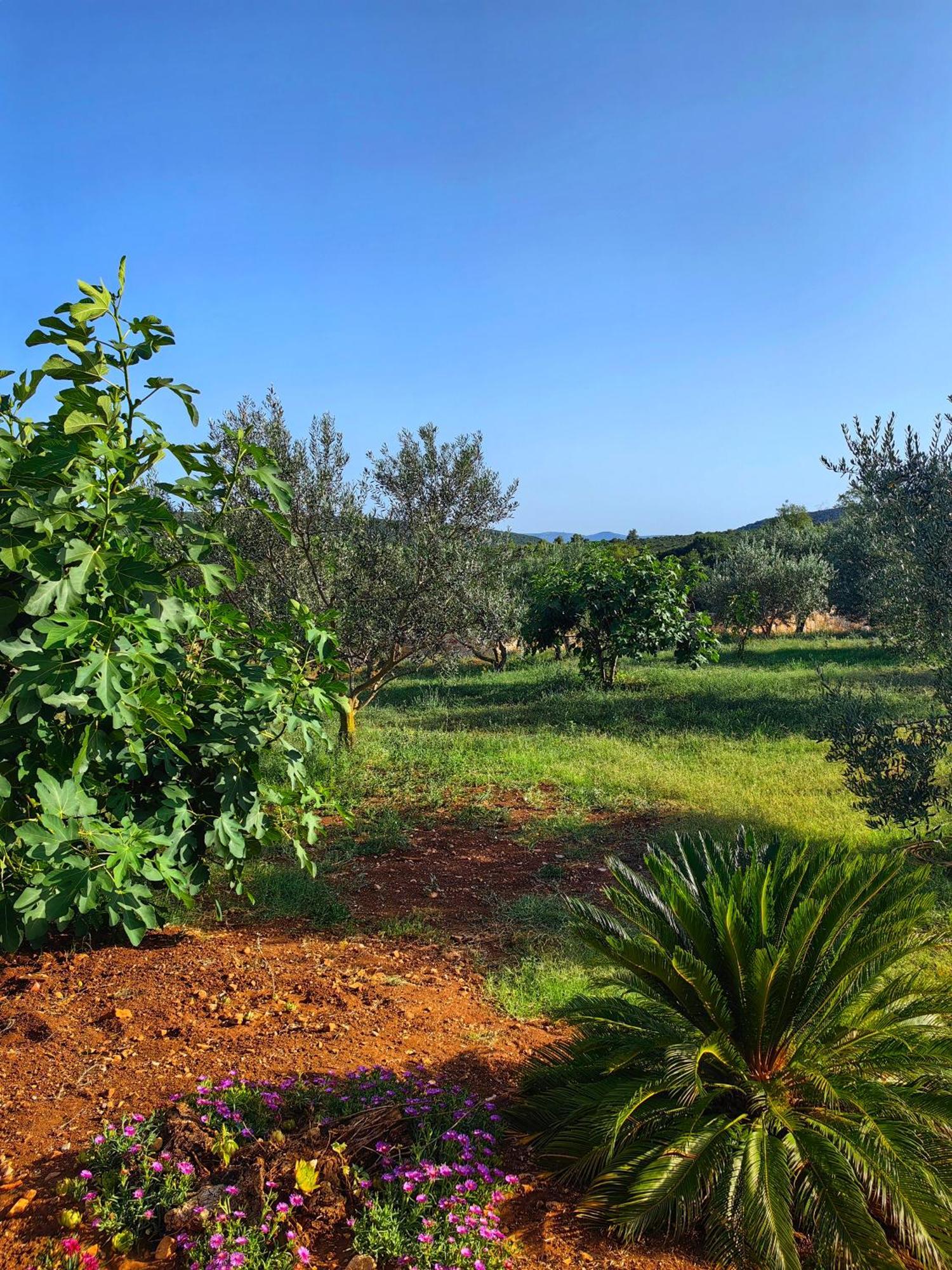 New 2023 Villa Tree Of Life Sveti Petar  Exterior foto